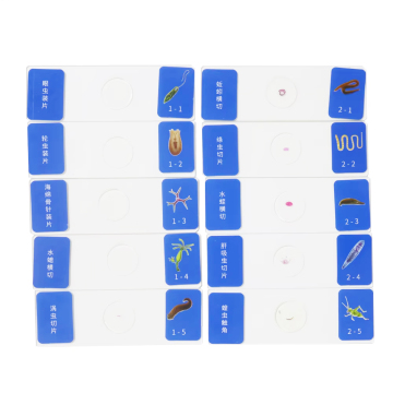 10 Kinds Small Insects Prepared Microscope Slides - Biology Specimen