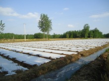 100% polypropylene spunbonded nonwoven fabric for agriculture