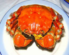 Live Fresh Water Crab(703)