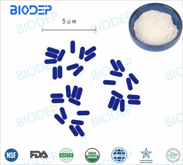 Effective for human health capsule lactobacillus reuteri
