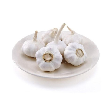 fresh red garlic high quality garlic best price garlic