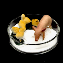 feed additive Tricalcium phosphate 18% phosphorus