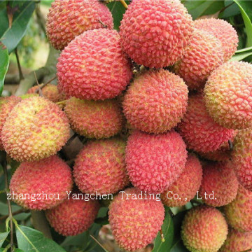 wholesale price canned litchi fruits