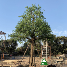 Customized Large Artificial Olive Tree - Realistic Fiberglass Fake Big Olive Tree