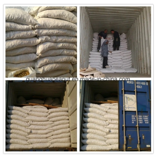 Bulk Price Peanut in Shell From China