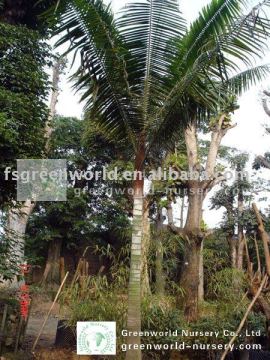Latania lontaroides red palm trunk height 2m