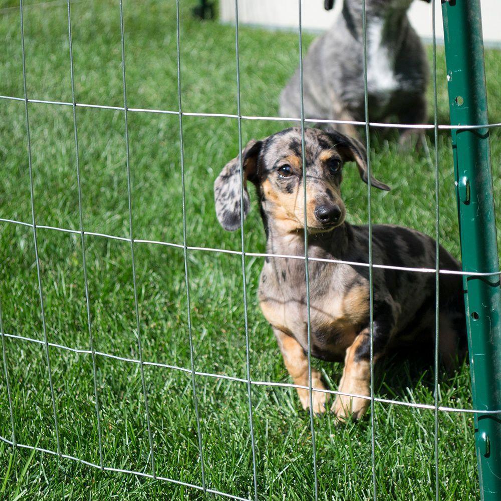 Hot Dip Galvanized Farm Fence For Animas