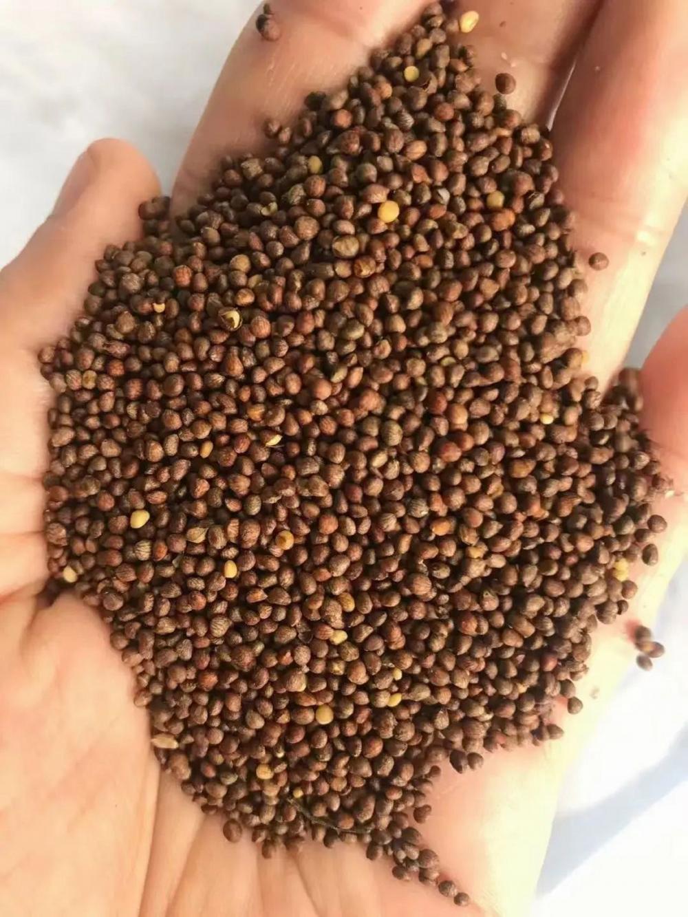 Perilla Seeds Fatty Acids