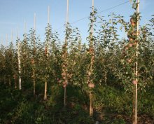 agriculture bamboo poles