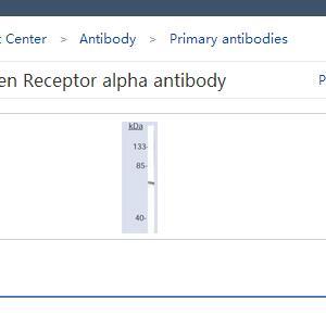 Rabbit Anti-Estrogen Receptor alpha antibody