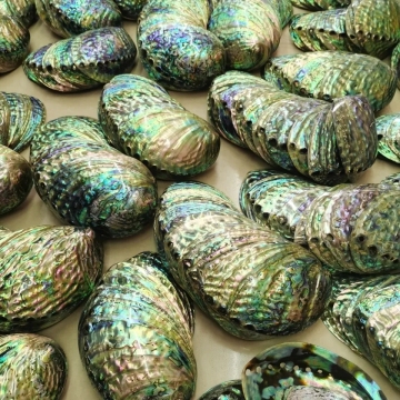 Wholesale Large Stock Polished New Zealand Abalone Paua Shells