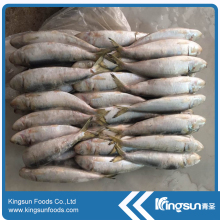 Discounted Price Professional Frozen Sardine Fish