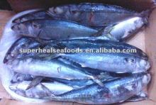 Big Scomber japonicus Pacific mackerel
