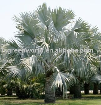 bismarckia nobilis palm trees