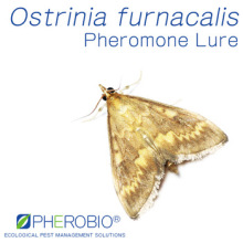 Pheromone Lure for Ostrinia furnacalis (Asian Corn Borer), Sex Pheromone Bait & Pheromone Trap for Ostrinia furnacalis