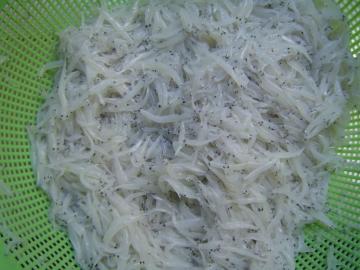 Frozen Small Silver Fish WR Hemisalanx prognathus Regan