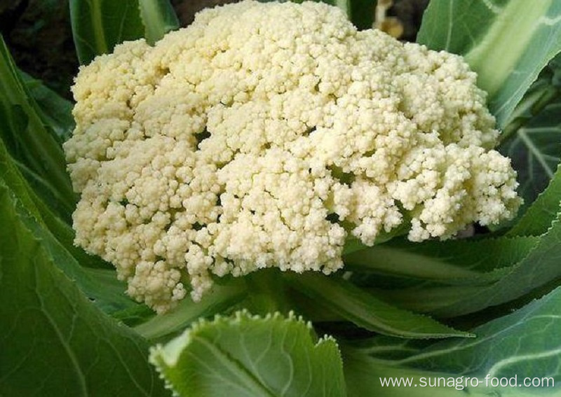 Delicious And Nutritious Cauliflower