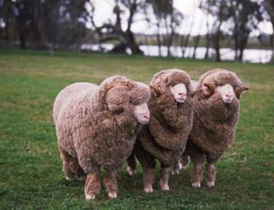 Merino sheepskin