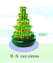 lucky bamboo/ dracaena sanderiana