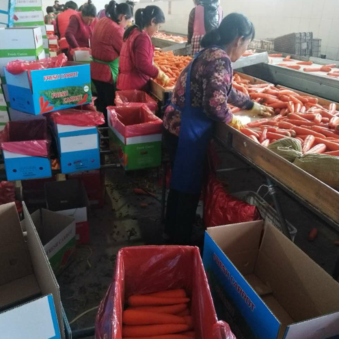 2020 China new season red carrot / fresh vegetables supply