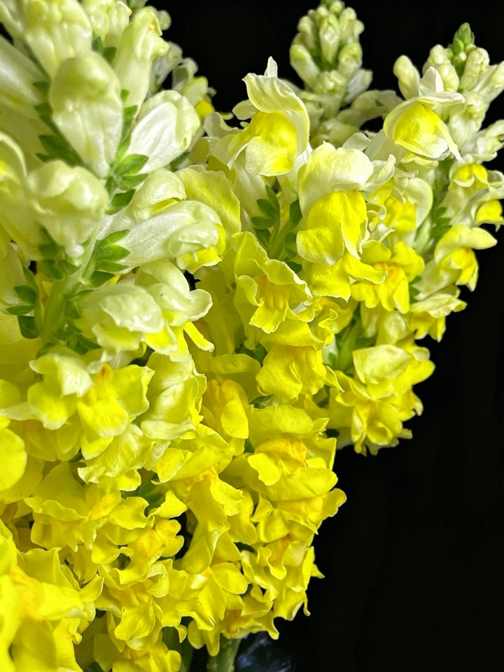 হলুদ স্ন্যাপড্রাগন Yellow Snapdragon