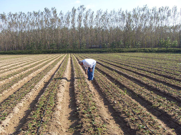 Multi ridger with mulching /fertilizer applicator with ridger / potato ridger furrower tractor ridger