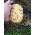 Fresh Good Qulality Potato