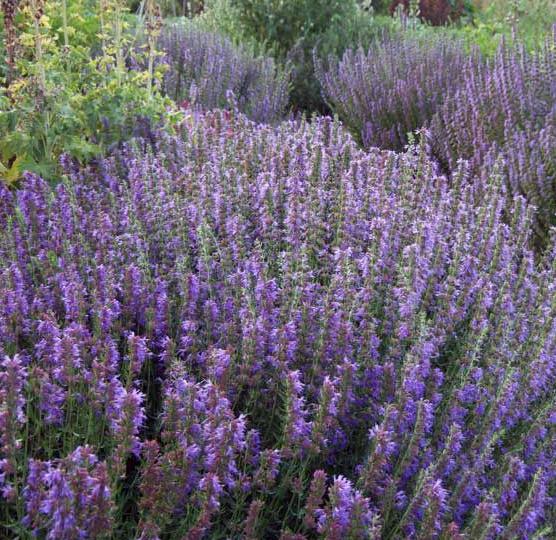 Hyssop Essential Oils จำนวนมาก