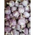 best selling products natural normal white garlic price