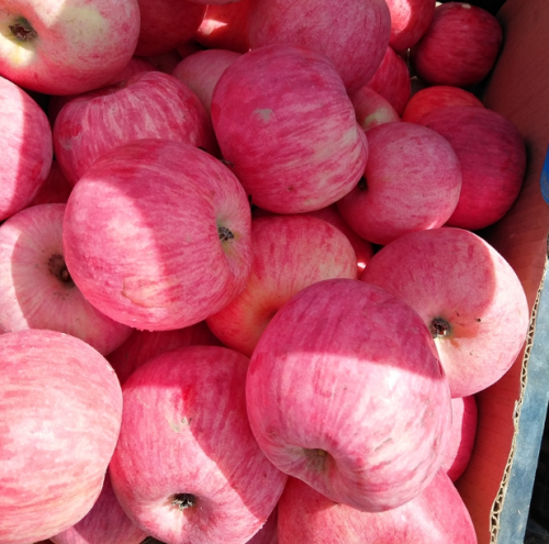 2017 fruta vermelha Fuji maçã de bebê grávida