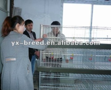 chicken breeding cage for hens,broilers,chicks