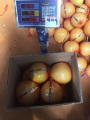 ताजा अच्छी Qulality Pomelo