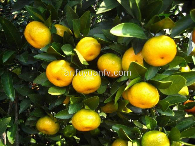 أفضل الأسعار Nanfeng Baby Mandarin with Good Quality