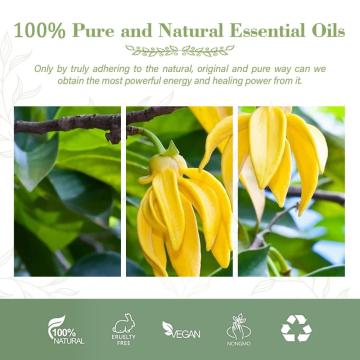 Aceite esencial de fragancia característica por destilación de flores frescas Aceite de ylang orgánico extraído