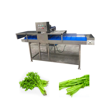 Green Leaf Lettuce and Green Onion Root Cutting Machine
