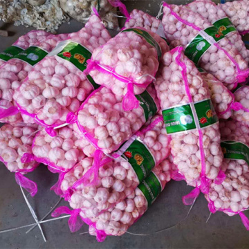 Africa Quality Good Fresh Garlic