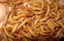 Healthy Live Yellow Mealworm
