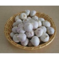 Producción de Yunnan un diente ajo