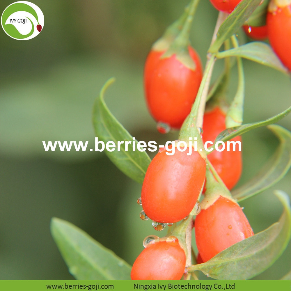 goji berry