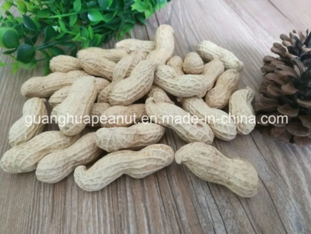 Best Quality Peanut in Shell New Crop Groundnut in Shell