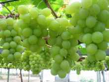 Early Sweet Seedless Grapes