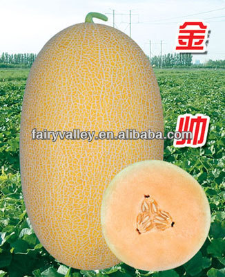 Hybrid F1 Golden Yellow Sweet Hami Melon Seeds Japanese Cantaloupe Melon Seeds-Golden Handsome