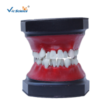 Dental Orthodontic Teeth Typodont model