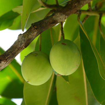 Huile de tamanu biologique naturelle en gros pour les poursuites cosmétiques