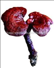 Ganoderma Ling Zhi Extract Capsule Diabetes