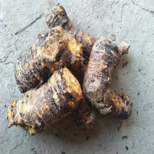 chinese rhubarb root tea