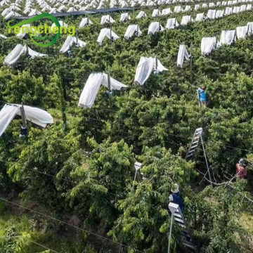 Transparent Woven Hdpe Cherry Fruit Cover