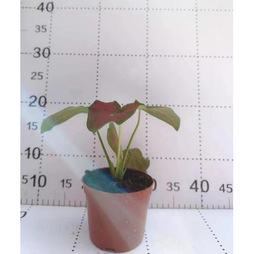 caladium c9 with fast delivery