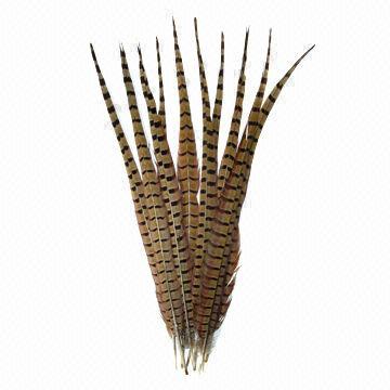 Ringneck Pheasant Tail Feathers in Natural Color