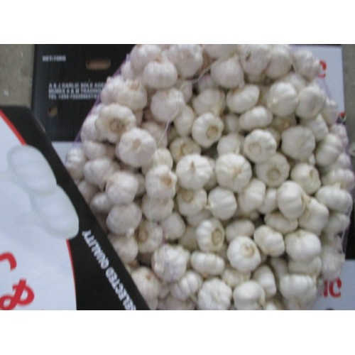 Best Quality Fresh Pure Garlic